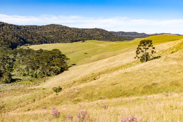 istock Farm field and Araucaria forest 1361797678
