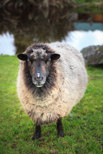 pecore domestiche nella fattoria della nuova zelanda - open mouth foto e immagini stock