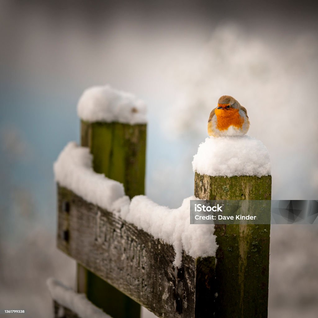 Christmas Robin Robin red breast sat on a fence covered in snow Christmas Stock Photo