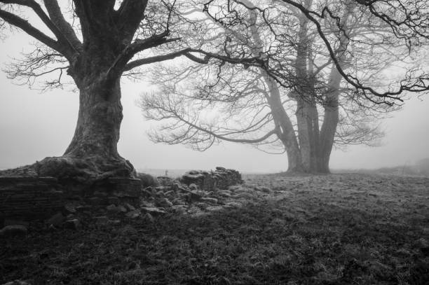 istock Trees in the fog 1361799537