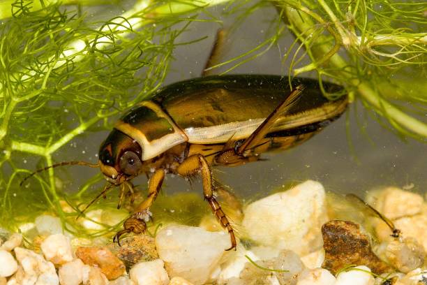 istock diving beetle (Dytiscus dimidiatus) male in an underwater habitat 1361799598