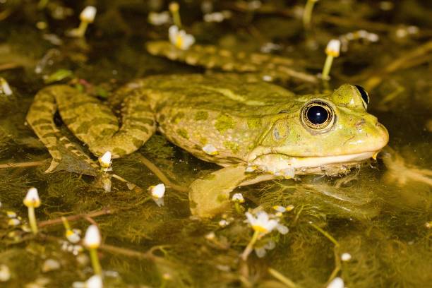 istock Green frog (Pelophylax sp.) on water surface in natural habitat 1361799605