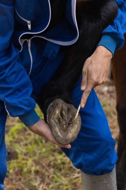 istock worker in blue uniform cleaning a horseshoe from a horse's leg 1361800273