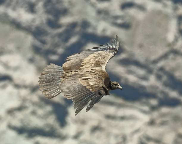 istock An immature Andean Condor in central Chile 1361801293