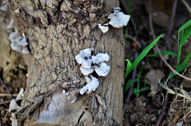 istock On the trunk several mushrooms White wood ear 1361802978