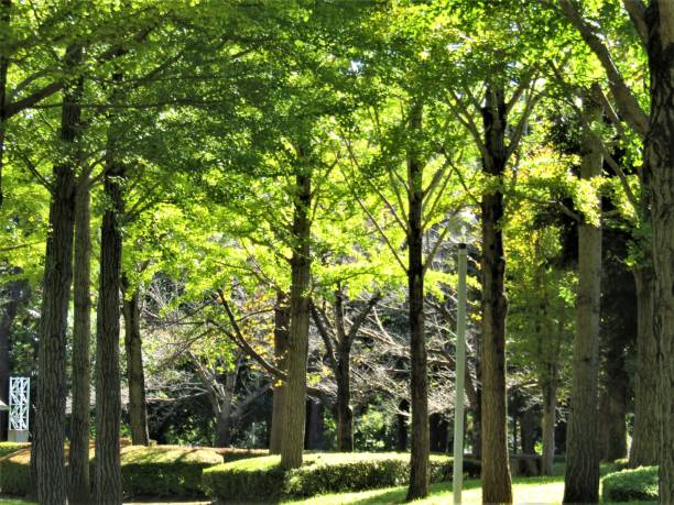 Inside of Japanese park. Sunlight and shadows.