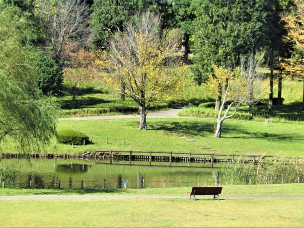 istock Japan. October. Pond at the forest. 1361806472