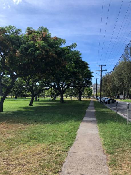 istock kapiolani park, honolulu hawaii. 1361806594