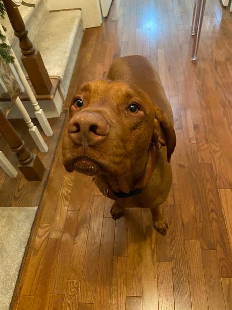 istock Happy Vizsla standing on a hardwood floor looking up 1361807530