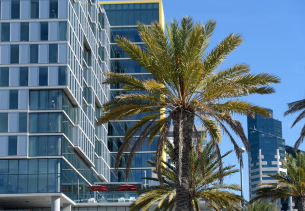 istock Palm trees s in front of a modern glass building 1361813138