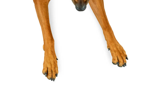 Red dog nose and paws top view stock photo