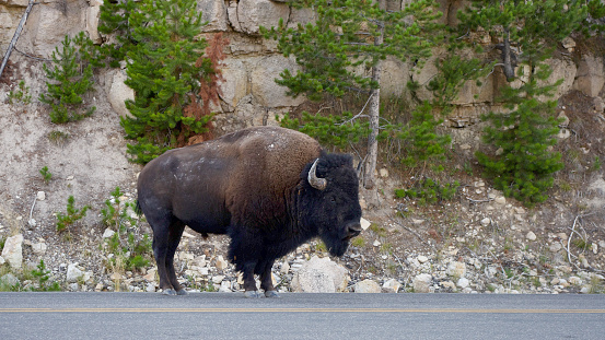 Medium profile shot of a bison stopped on na roadway at Yellowstone National Park