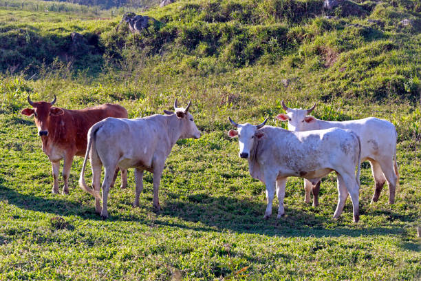 istock Cattle in pasture, Sao Paulo state, Brazi 1361815107