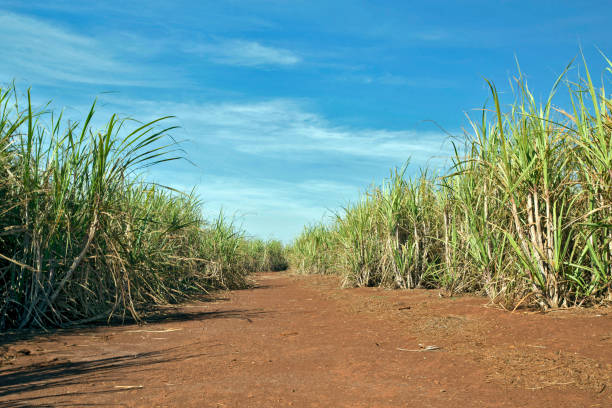 istock Sugarcane plantation in Brazil 1361815320