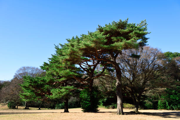 Japanese Pine Tree against clear sky with copy space.