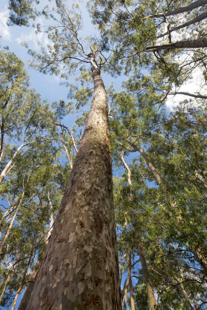 istock Treetop and trunk of eucalyptus seen from below 1361817482