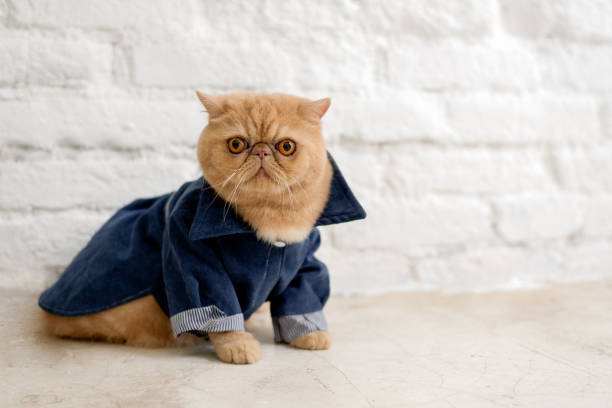istock One beige Persian cat wearing a dark blue outfit 1361818834