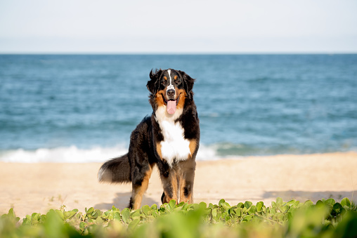 One large Bernese dog on the beach, posing for the camera on the sand, sticking out the tongue, during a hot summer day.