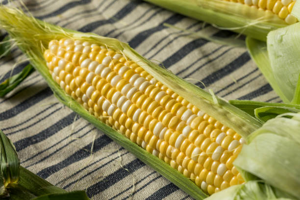 istock Raw Yellow Organic Corn on the Cob 1361821505