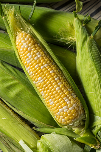 Raw Yellow Organic Corn on the Cob in the Husk