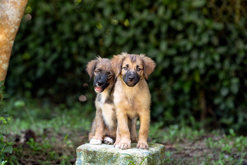 Two small mixed breed puppy dogs posing and looking at the camera in the park during the day.