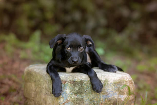 One small black and white mixed breed puppy dog posing and looking at the camera in the park during a warm sunny day.