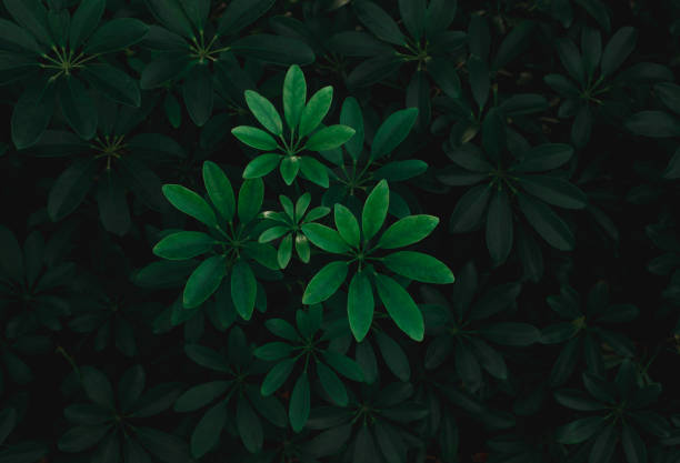 Closeup green leaves background, Overlay fresh leaf pattern, Natural foliage textured and background.