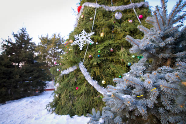 istock Closeup gray spruce tree decorated with flashing light. There is a large Christmas tree with decorations in the background. 1361823049