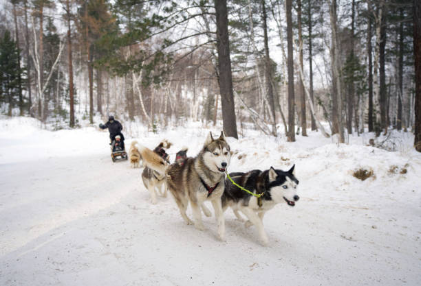 Complete Heterochromia Odd Eye Siberian Husky is a Sled dog leader, take tourists along the snowy path. Complete Heterochromia Odd Eye Siberian Husky is a Sled dog leader, take tourists along the snowy path. buggy eyes stock pictures, royalty-free photos & images