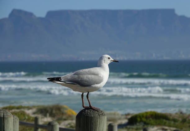 A hartlaub’s gull, native to the coastline of South Africa and Namibia, perches on a fence post at Bloubergstrand Beach in Cape Town, South Africa.  Across the bay, Table Mountain overlooks the metropolitan area.
