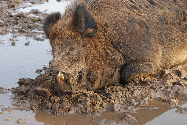 Wild Thai boar trotting over the roadhttp://195.154.178.81/DATA/i_collage/pi/shoots/780524.jpg
