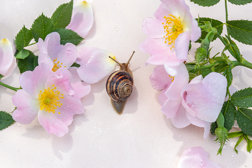 Topic:  snail mucin is new ingredient in cosmetics and promising area of medicine
