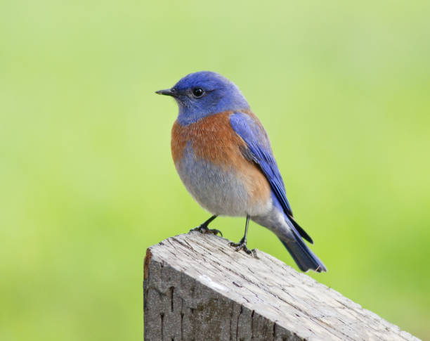 An image of a male Western Bluebird which is perched on a board.