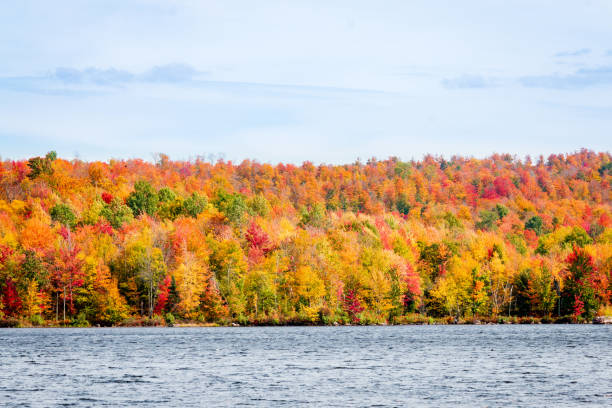 istock Maple trees, outdoor, recreation, Adirondack Park, lake 1361828216