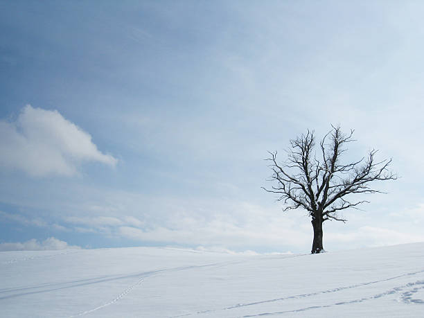 istock tree in wonderful winter landscape 136182906