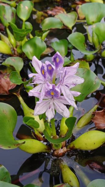 istock Purple flower blooming on the ponds 1361831811