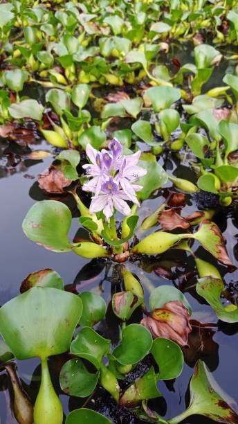 istock Purple flower blooming on the ponds 1361831817