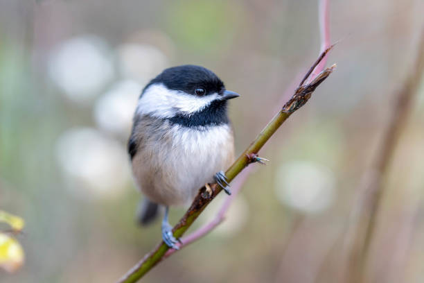 istock Black Capped Chickadee (Poecile atricapillus) perched on a branch close up. 1361832478
