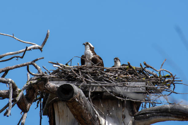 istock An osprey (Pandion haliaetus); the sea hawk, river hawk, or fish hawk in a nest with baby 1361832482