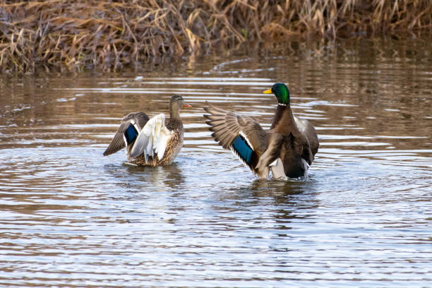 istock Mallard Duck (Anas platyrhynchos) cleaning and flapping wings in water. 1361832495