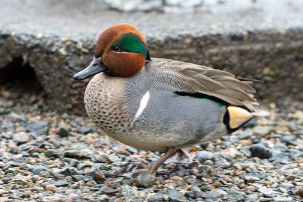 Green-winged teal (American) (Anas carolinensis) standing on the shore. Green-winged teal (American) (Anas carolinensis) standing on the shore. green winged teal duck stock pictures, royalty-free photos & images