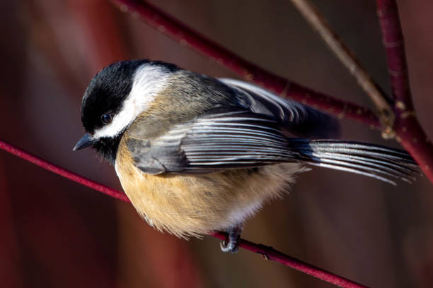 Black Capped Chickadee (Poecile atricapillus) perched on a branch close up. stock photo