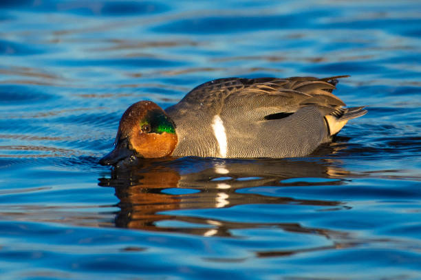 istock Green-winged teal (American) (Anas carolinensis) swimming. 1361832597