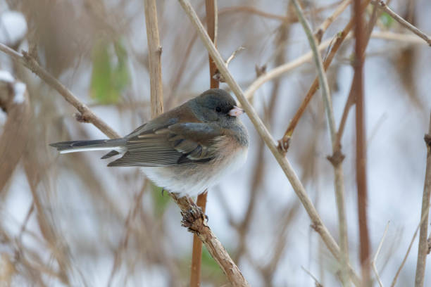 Dark Eyed Junco (Junco hyemalis) perched in a shurb