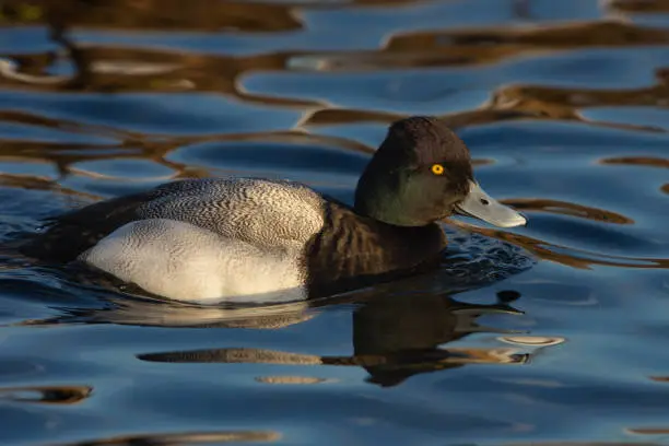 Photo of Lesser Scaup (Aythya affinis) male swimming in the water in winter plumage in Canada.