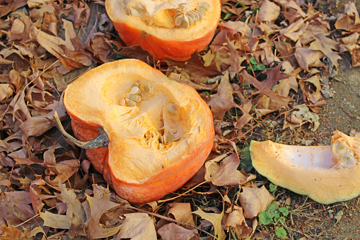 Pumpkins smashed in the autumn leaves and left out for the deer