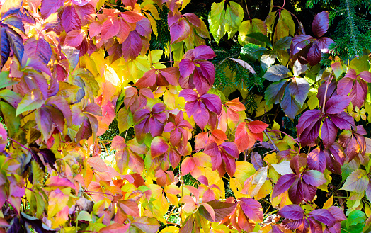 Floral colorful foliage image of autumn leaves in red, yellow,violet,green,orange and pink on a sunny bright fall day in intense colors