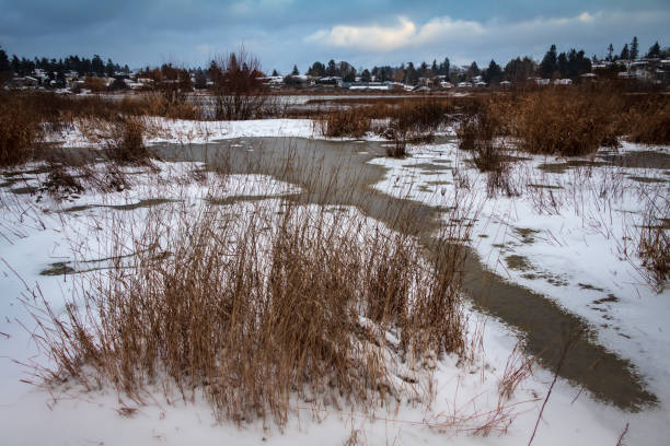 istock Snow Day In Victoria, British Columbia 1361837729