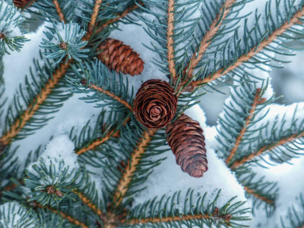 istock Pine cones in the snow 1361838584