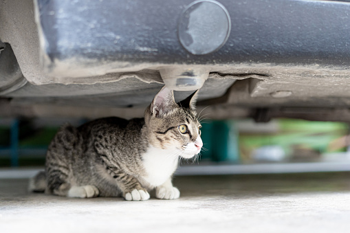 Gray tabby cat sitting on the floor and crouched under the belly of a sedan